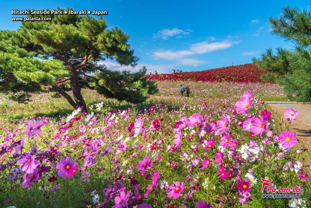 Hitachi Seaside Park